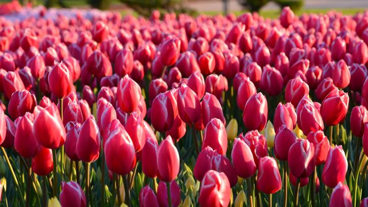 Field of red-pink tulips