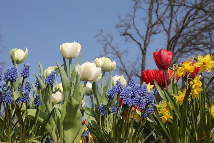tulips-4097398_1920_full_width.jpg