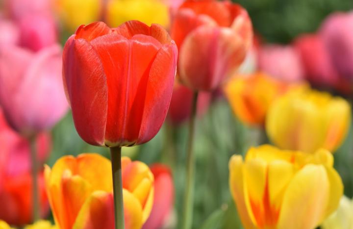 Multicolored tulip flowers