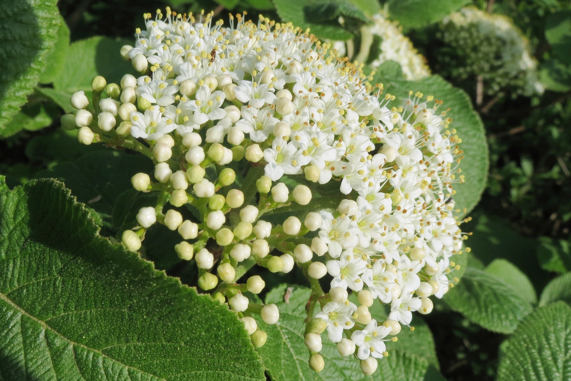 "Virburnum lantana white flower"