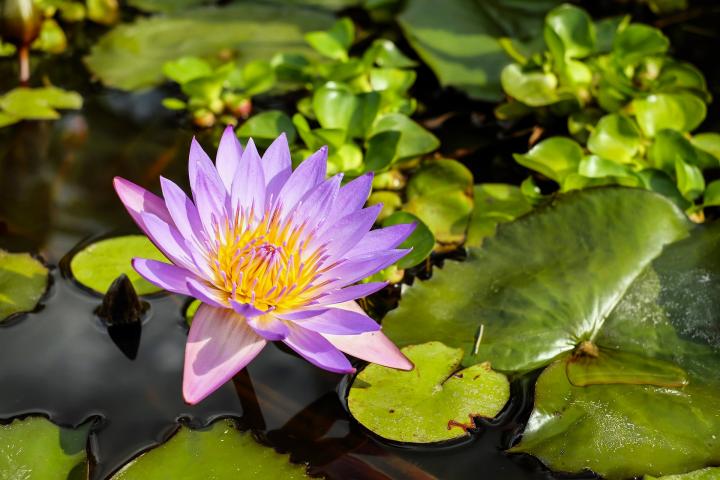 July birth flower, the water lily