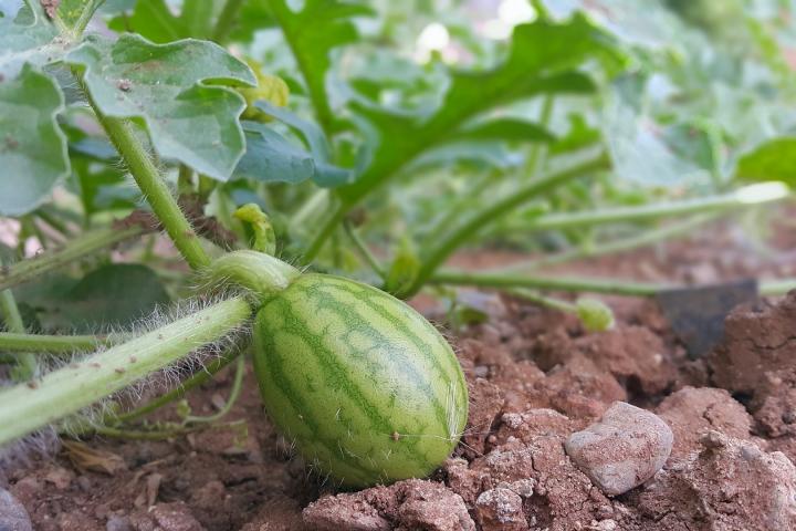 Baby watermelon