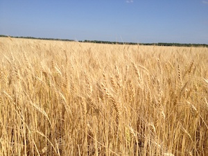 wheat field