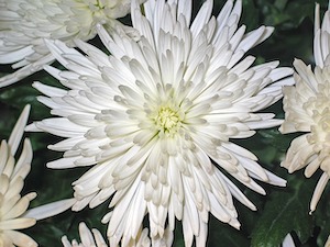 white-mum