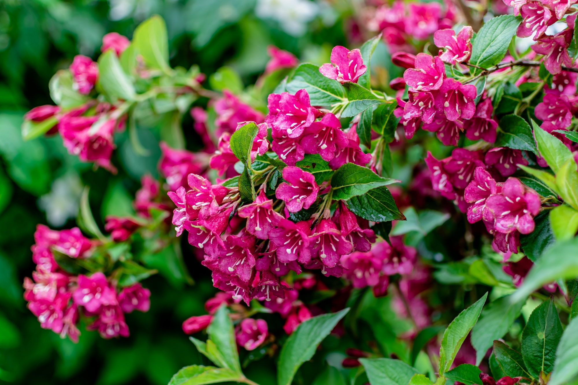 Weigela florida 'Bristol Ruby' close-up