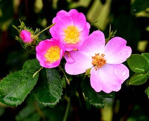 wild-roses