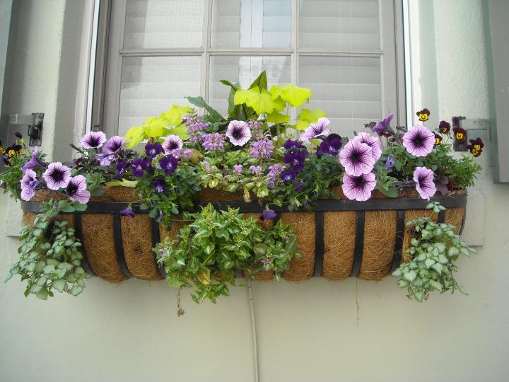Flowers For Window Boxes Sun And Shade Loving Plants The Old Farmer S Almanac