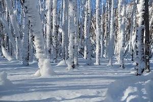 winter beard