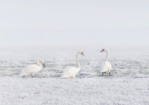 winter swan