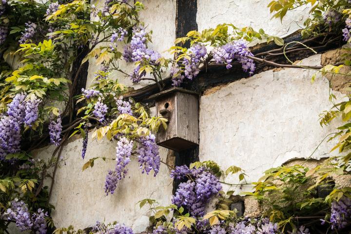 Wisteria How To Plant Grow And Care For Wisteria Vines The