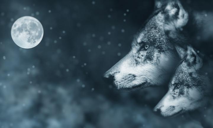 Wolves and Moon