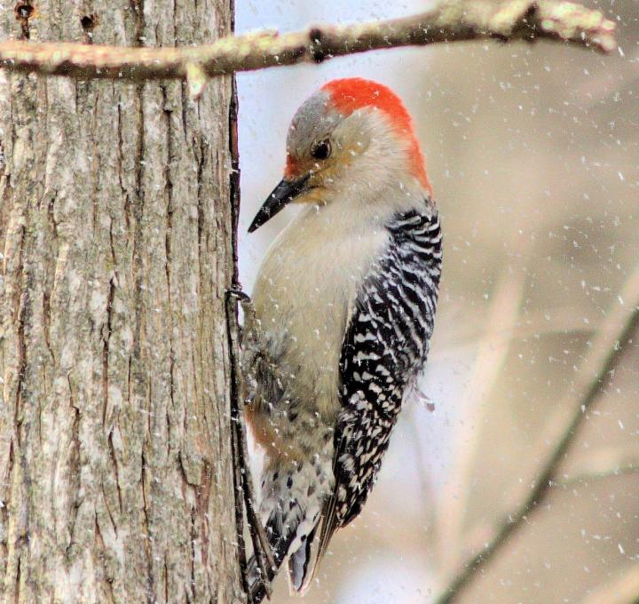 woodpecker-red-bellied-1788312_1920_full_width.jpg