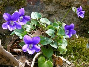 violets