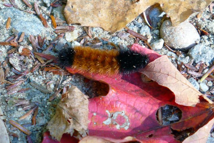 woolly bear caterpillar on a read maple leaf