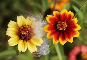 late-summer-flowers