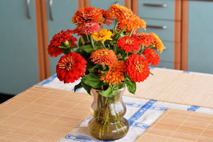 Zinnia bouquet on a kitchen table