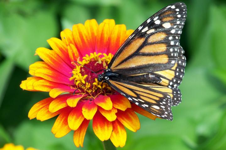 orange and red ZInnia with butterfly