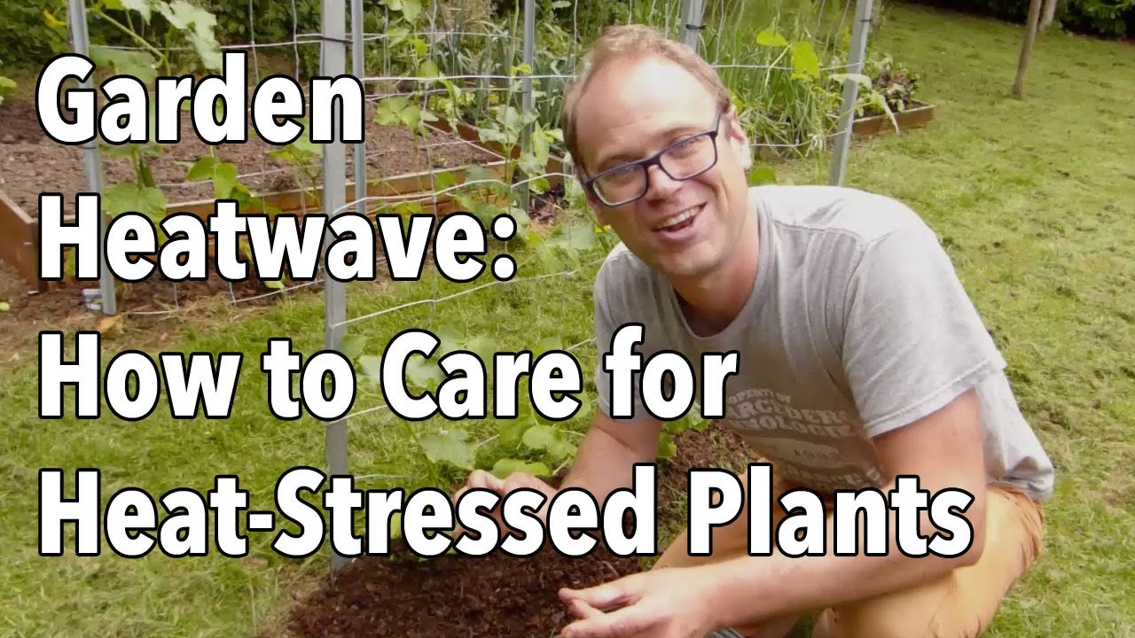 5 Ways to Protect Your Plants From Extreme Summer Heat | Almanac.com