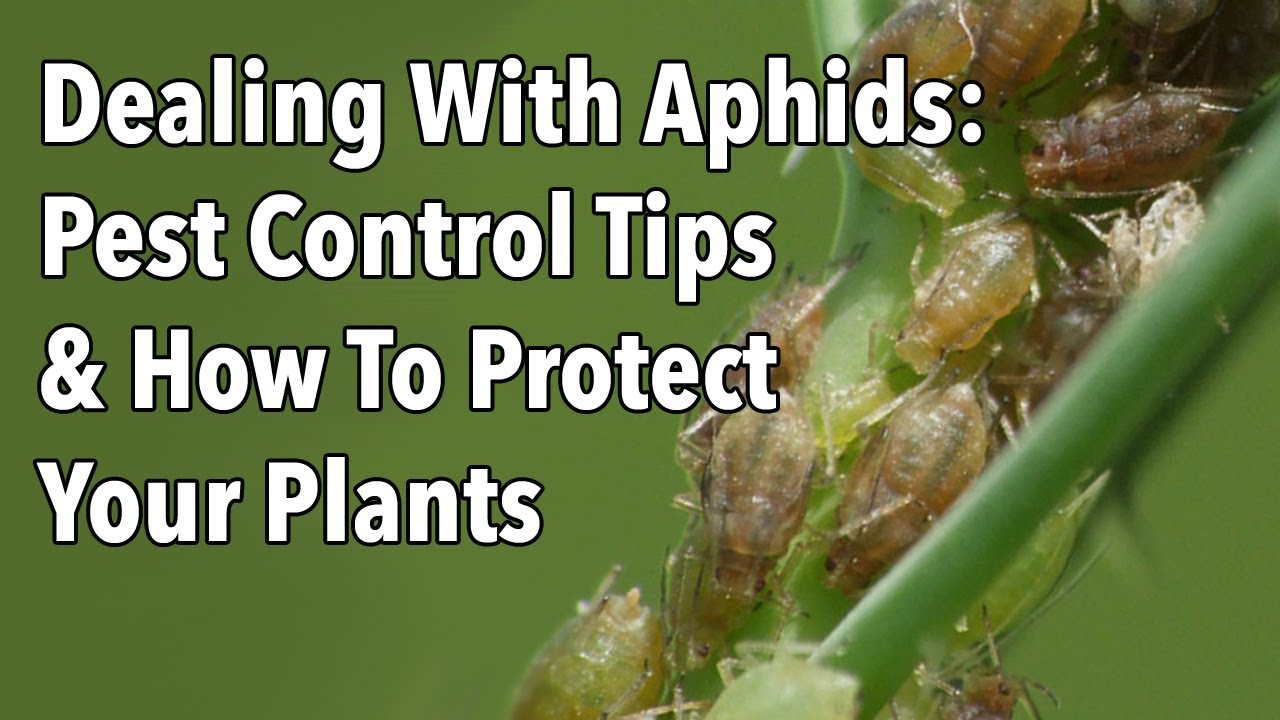 Aphids Pest Control Tips & How to Protect Your Plants (Video) | Old