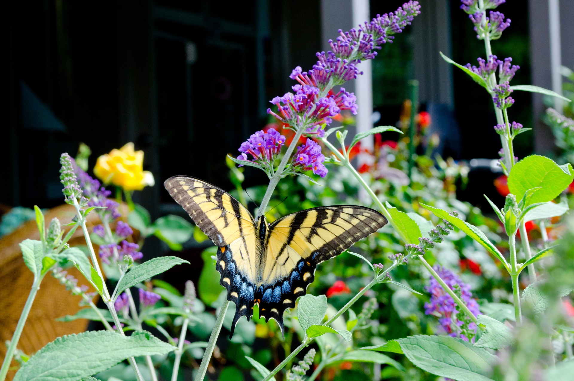 butterfly on a butterfly bush