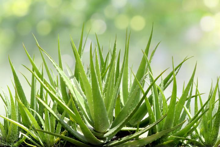 Aloe vera plants and pups. Image by cgdeaw/Shutterstock.