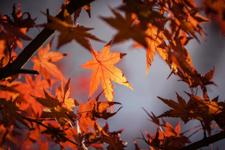 Japanese maple leaf in fall