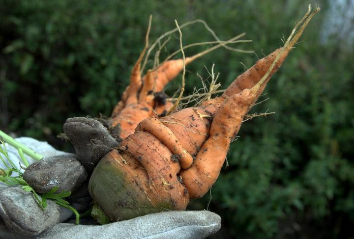 Stunted carrots.