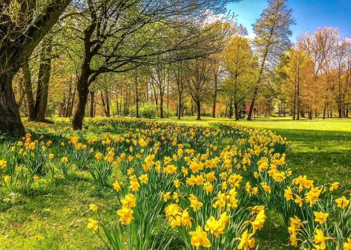 Daffodils in field in the springtime