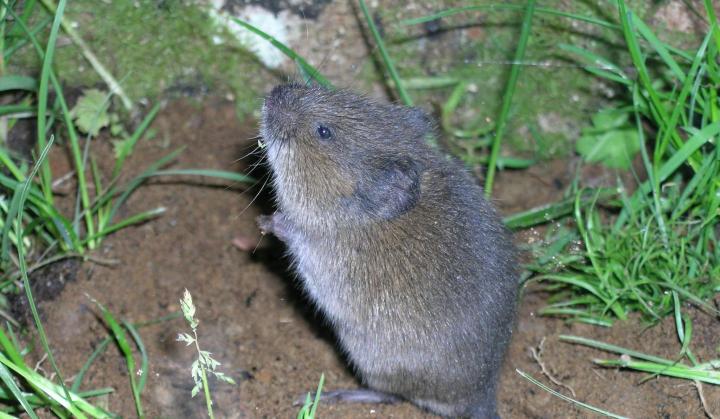 vole in the yard, varmin, rodent