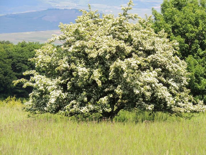hawthorn_may_birth_flower_1920x1440px_pixabay_full_width.jpg