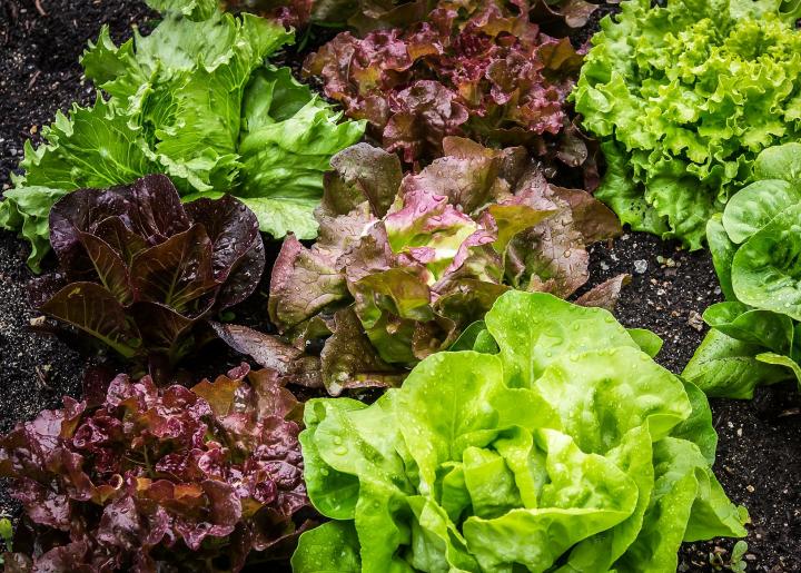 Lettuce varieties planted in a garden