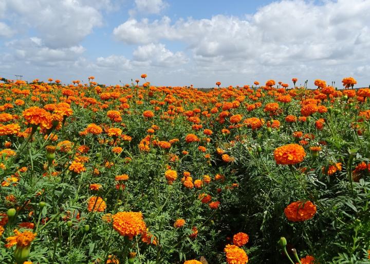 Field of orange marigold flowers