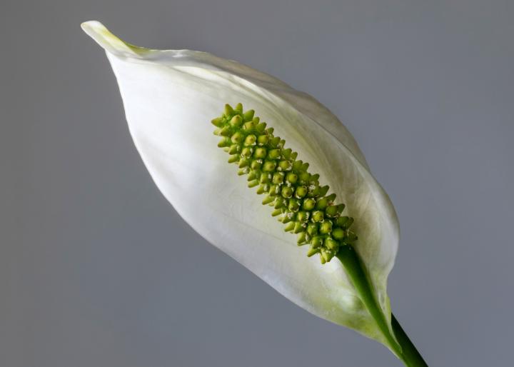 Peace Lily flower. Photo by W. Carter/Wikimedia.