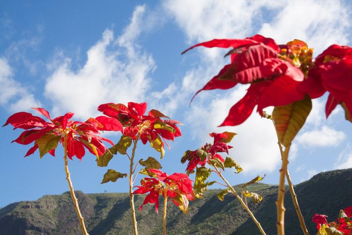 poinsettia growing wild in mexico