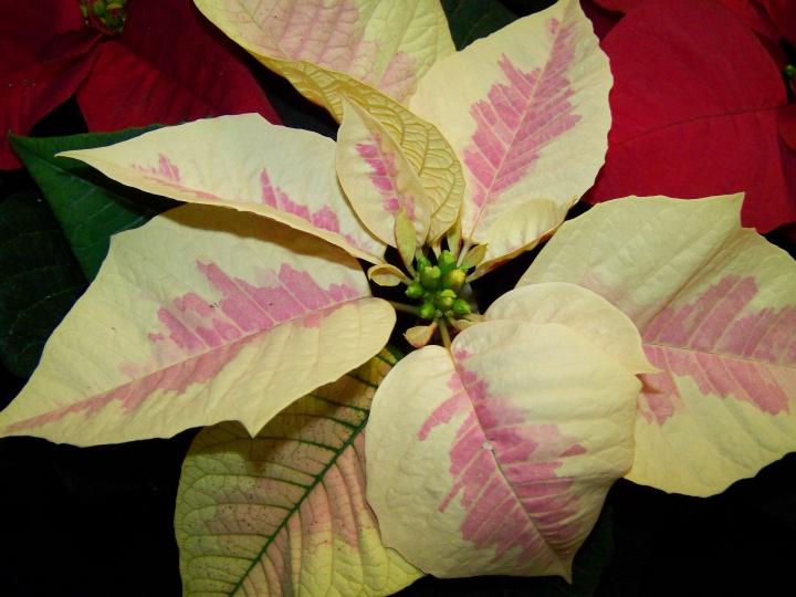poinsettia-white-pink_full_width.jpg