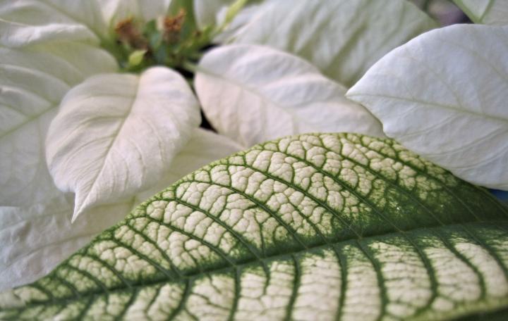 poinsettia-white_full_width.jpg