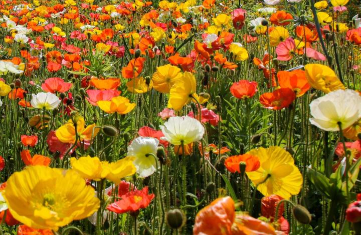 August birth flower, poppy, The Old Farmer's Almanac