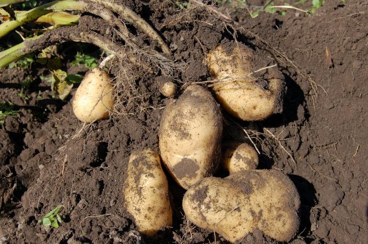 Potatoes