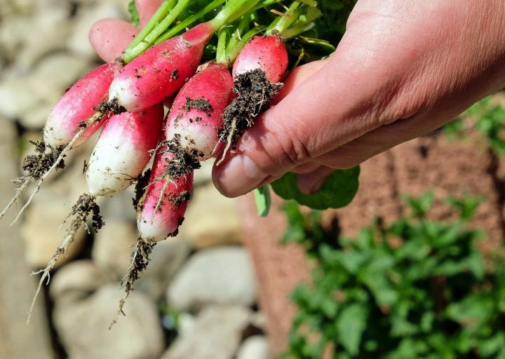 Radishes freshly pulled from the garden