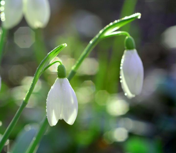 snowdrop_january_alternate_birth_flower-primary-1920x1661px_pixabay_full_width.jpg