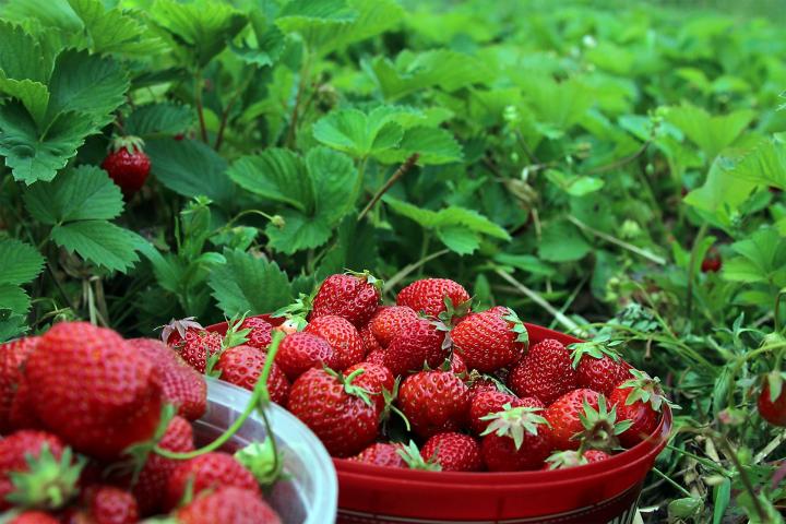 strawberries-1467902_1920_full_width.jpg