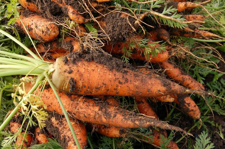 carrots pulled from the earth with dirt still on them