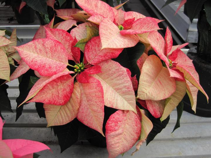 poinsettias_006_full_width.jpg