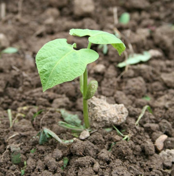 bean seedling growing out of dirt in the garden