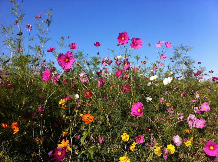 a field of yellow, orange, and pink cosmos flowers