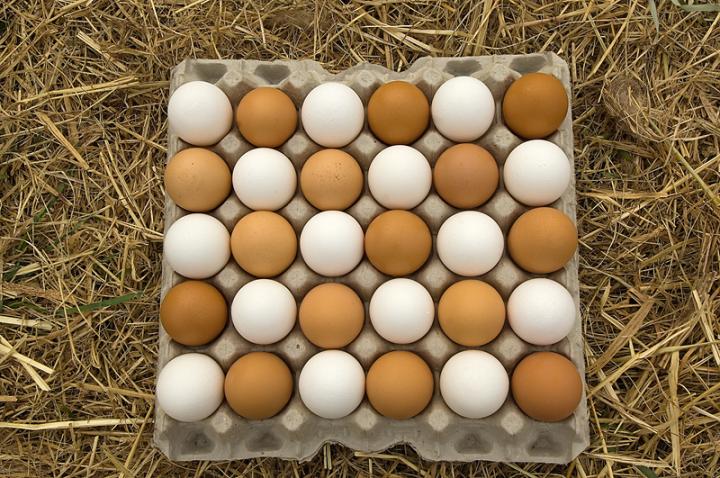 egg carton with 30 multi color eggs