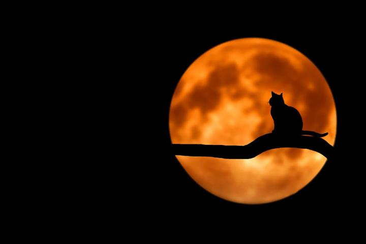 cat in front of a full moon