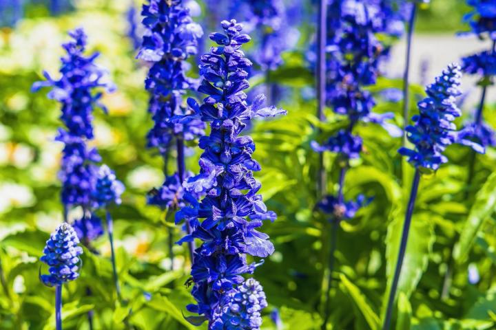 Larkspur