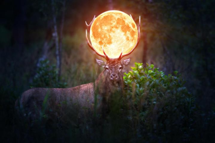 A buck carrying the full moon in his antlers.