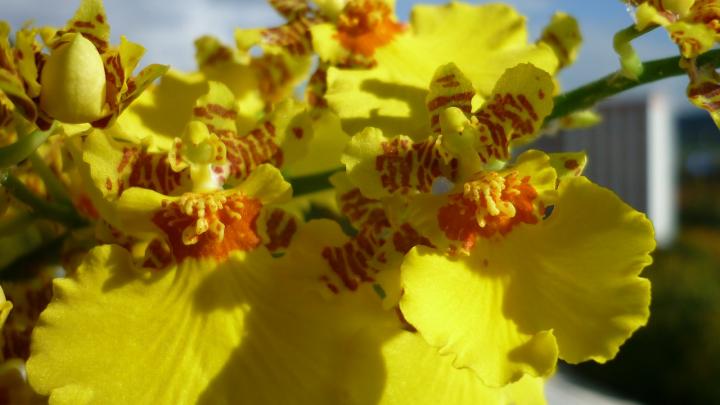 Oncidium orchid